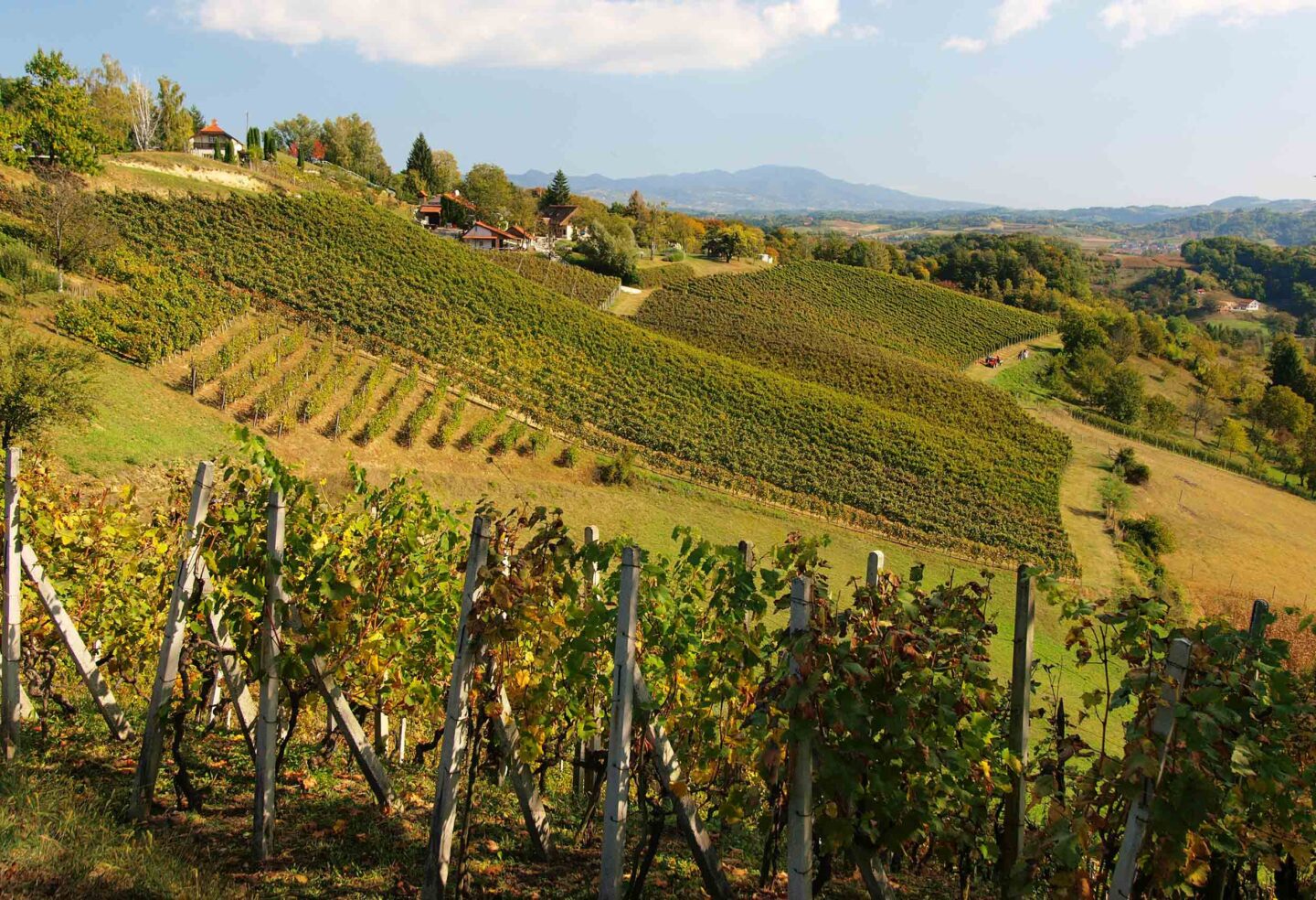 vuglec vineyard5